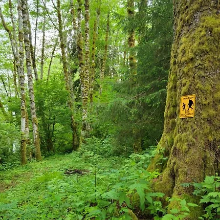 A Relaxing Getaway-A Backwoods Cabin Solduc River Beaver Exterior photo